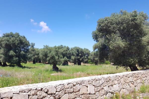 WONDERFUL LAND WITH ANCIENT OLIVE GROVES
