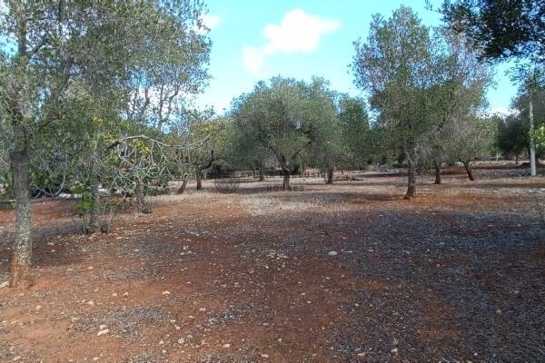 TERRENO CON ULIVETO a Carovigno