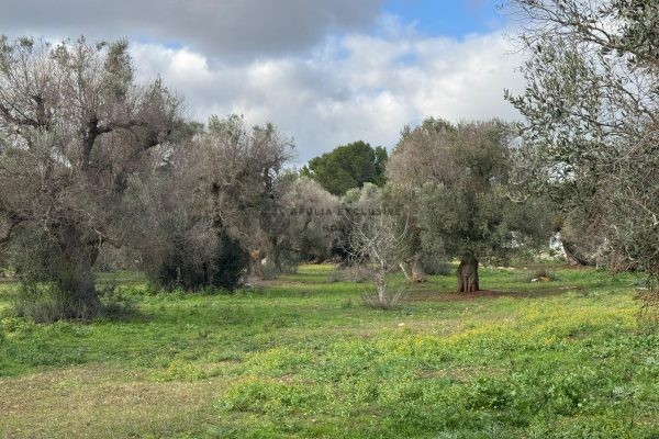 TERRENO ZONA ABITATA a Carovigno