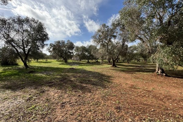 Land with olive grove in Ostuni